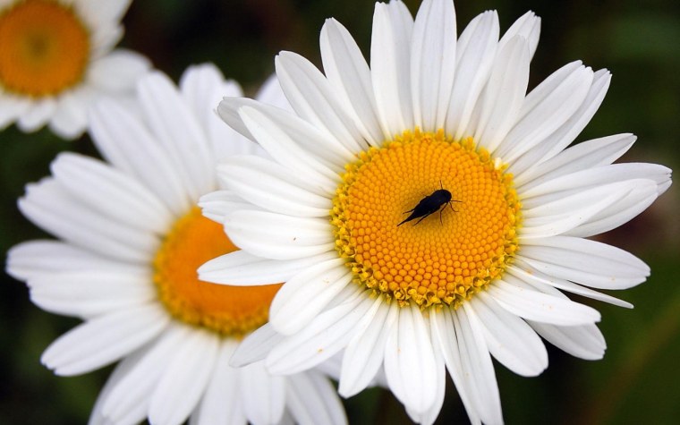 Крупные ромашки