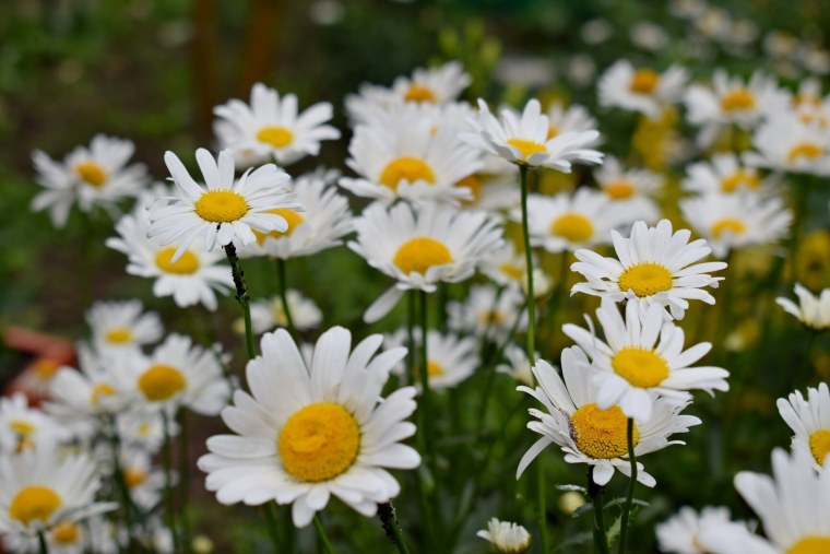 Далматская Ромашка фото