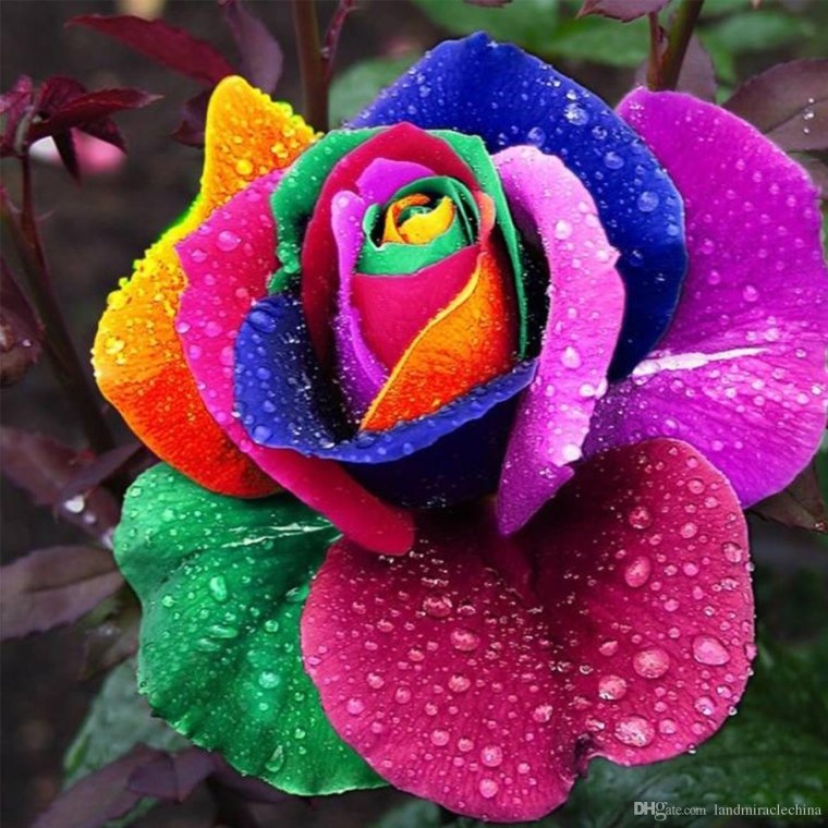 Флорес Рейнбоу роза