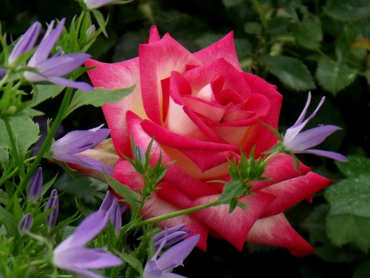 Красивые цветы