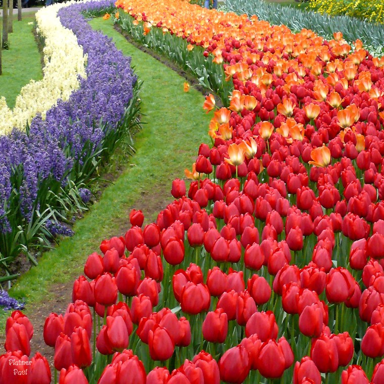 Красивые розы