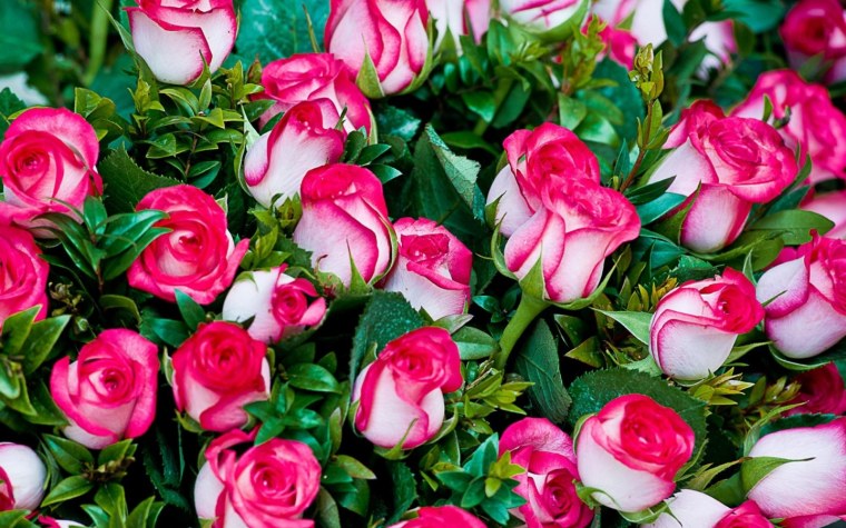 Роза кустовая Аврора