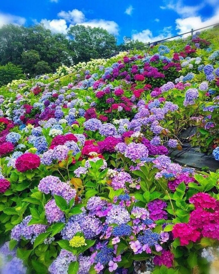 Красивые растения