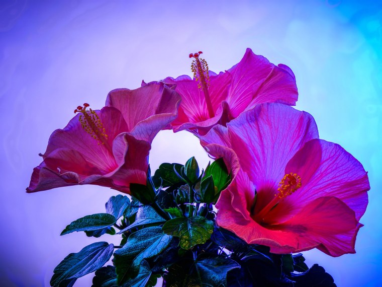 Роза оранж Беби энциклопедия роз