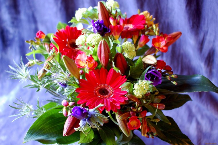 Гибискус Гармония