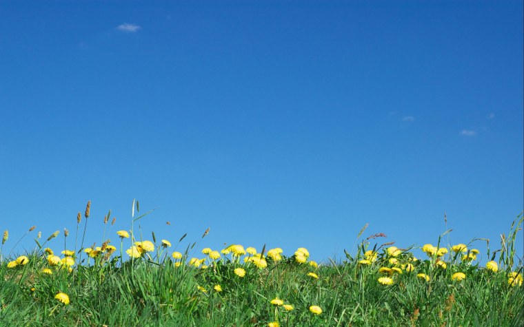 Космея Ксения