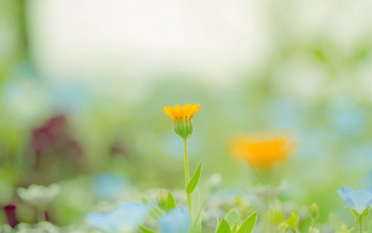 Весенний фон размытый