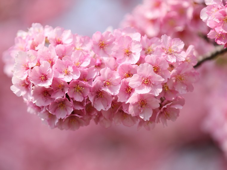 Красивая природа зелень