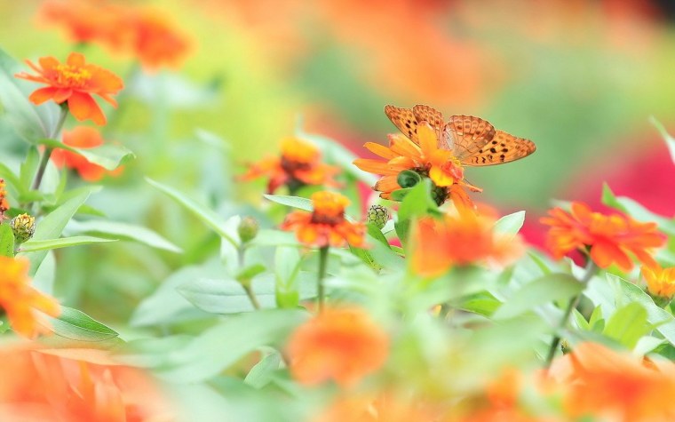 Оранжевые летние цветы