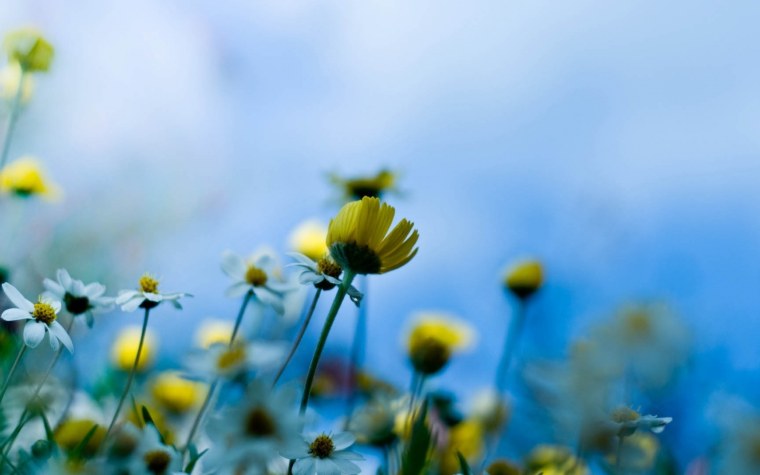 Полевые цветы макро