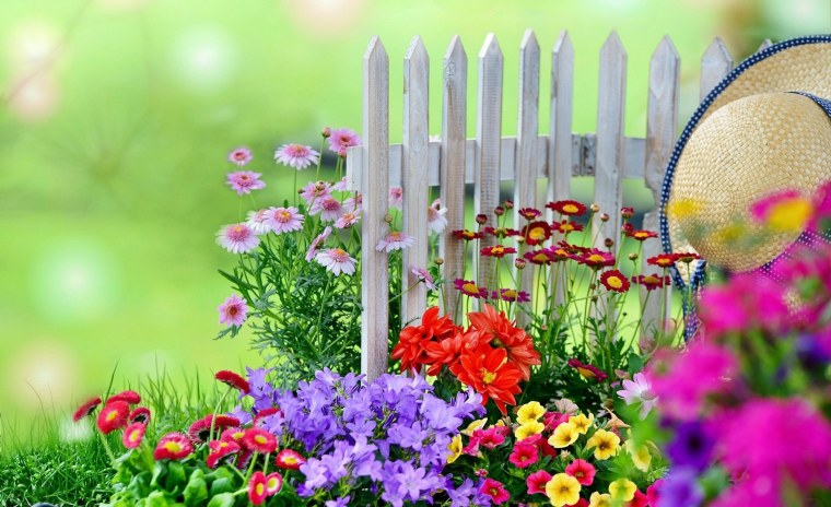 Сакура яблоня