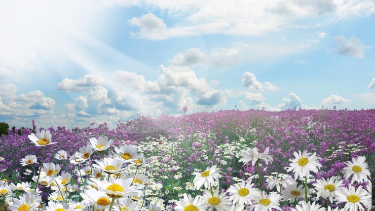 Летняя Поляна с цветами