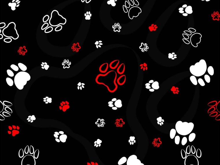 Красивый фон лапки