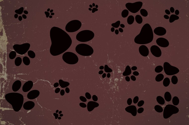 Кошачьи следы