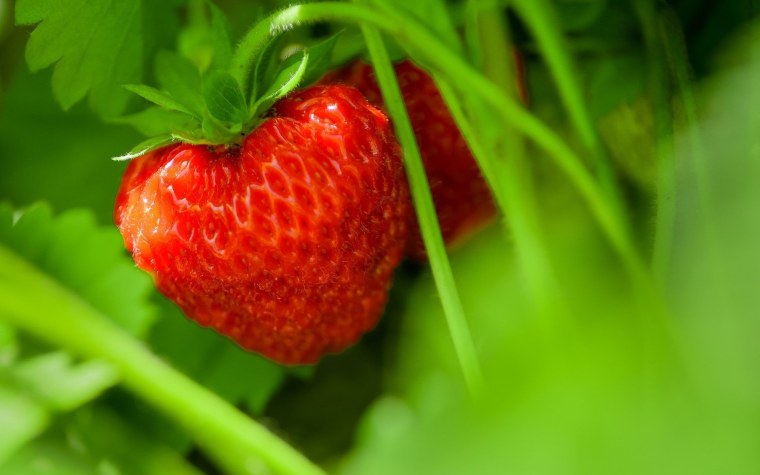 Клубника макро