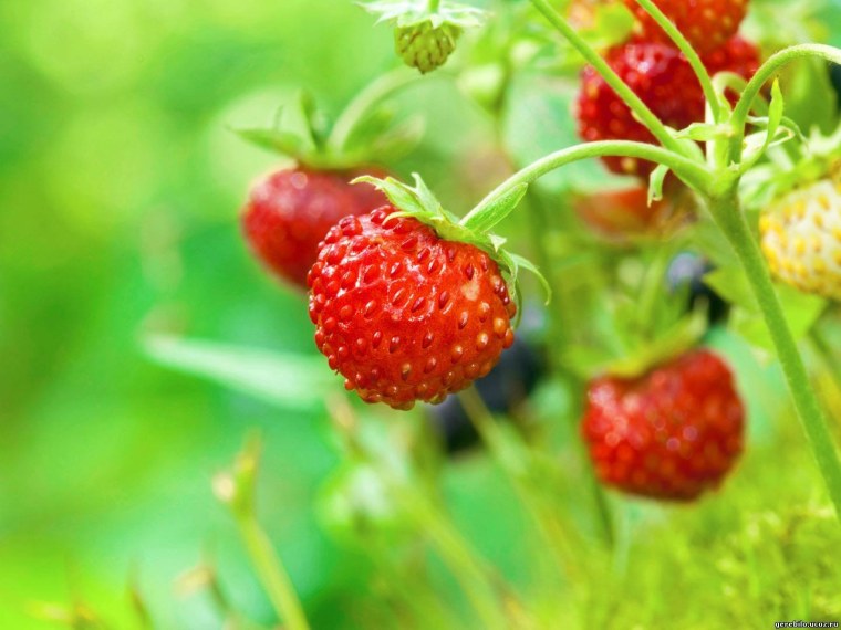 Июнь клубника природа