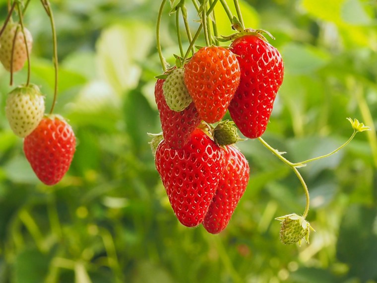 Земляника Сахалинская