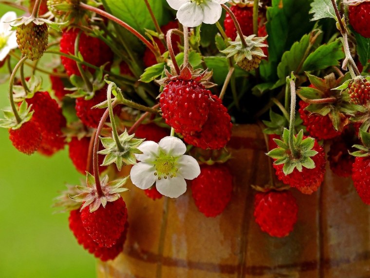 Заставка на рабочий стол клубника