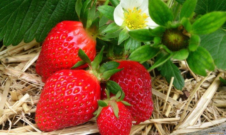 Земляника фриго ягоды