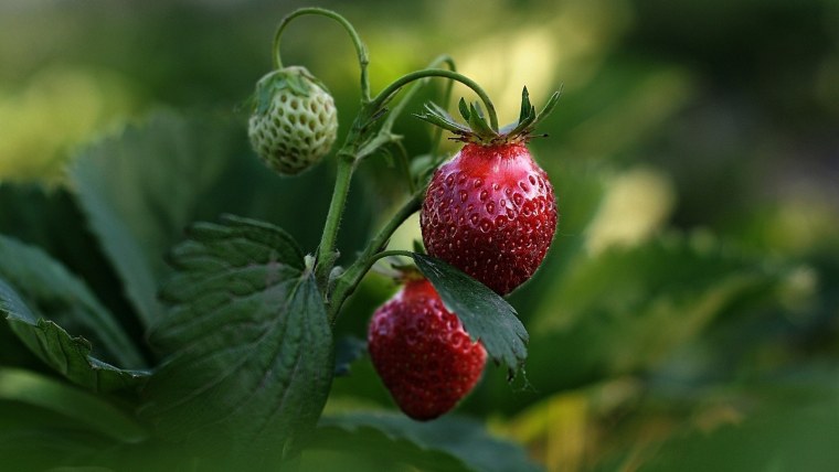 Картинки на рабочий стол фрукты