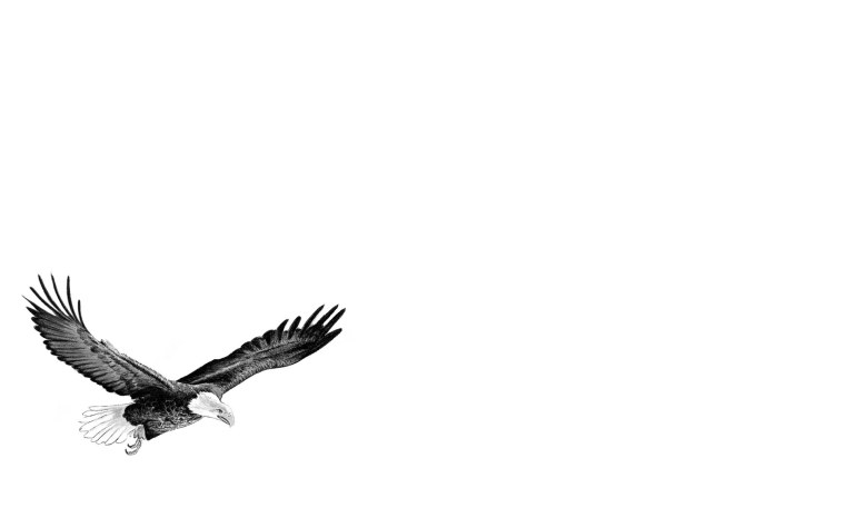 Орел на белом фоне