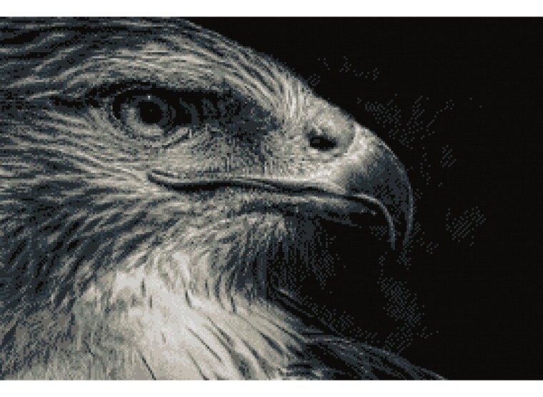 Орел черно белая картина