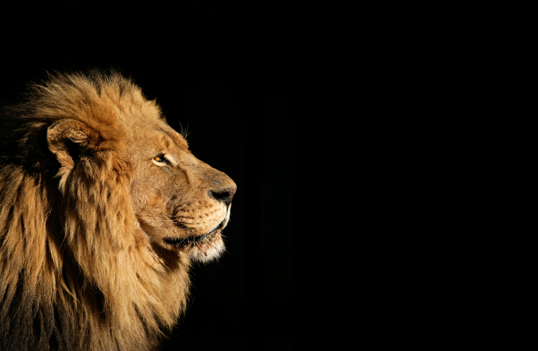Лев на черном фоне