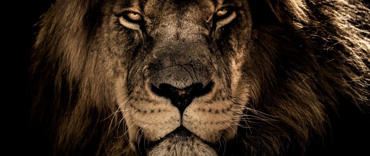 Блэк Лион львы