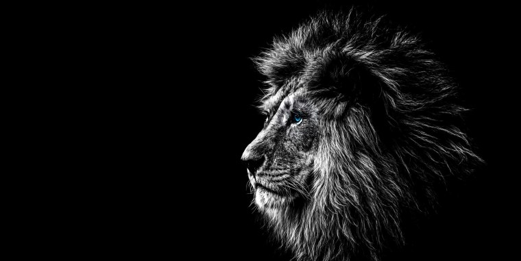 Морда Льва