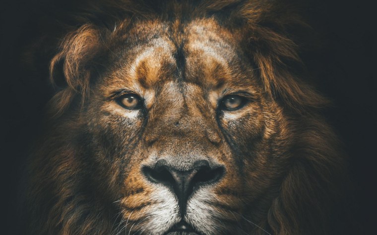 Неоновый Лев