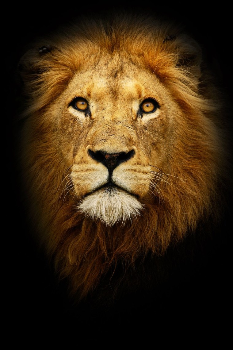 Добрыня do-3006l Лев