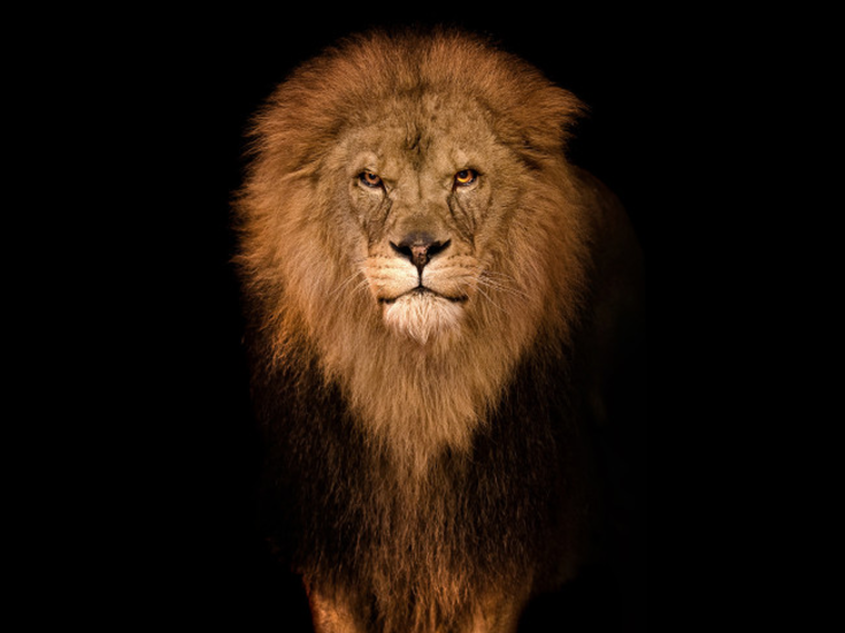 Лицо Льва на черном фоне