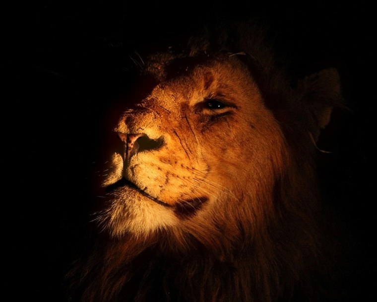 Голубой Лев