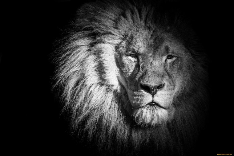 Лев на черном фоне