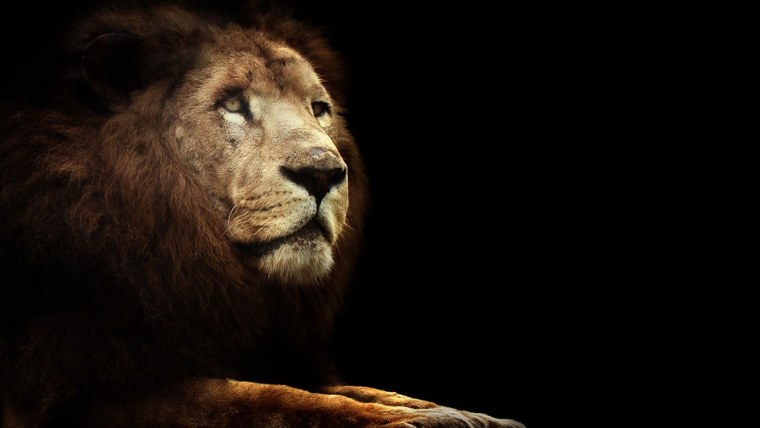 Лев на черном фоне картинки