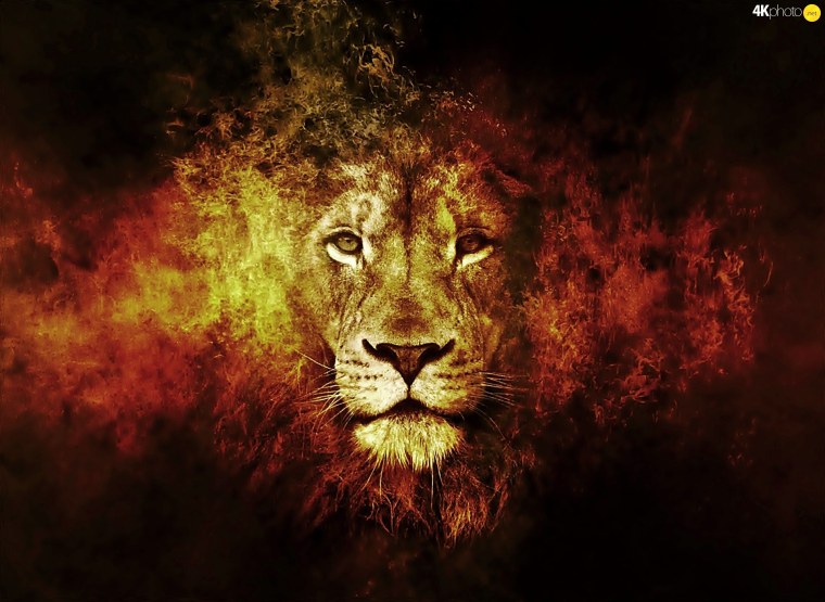 Лев обои
