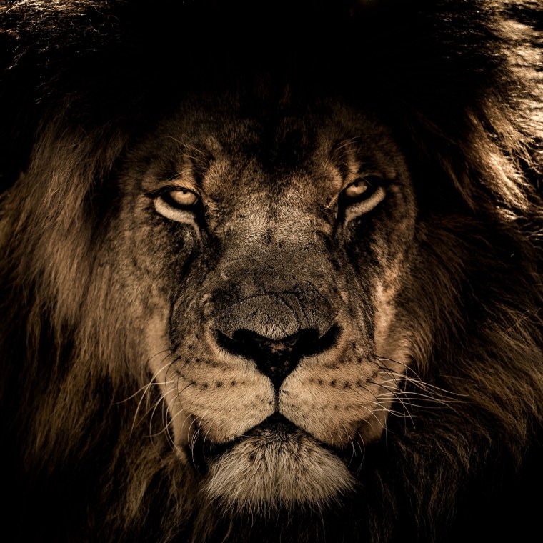 Фон для рабочего стола Лев