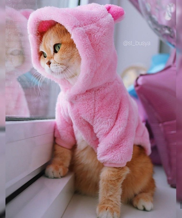 Розовый котенок