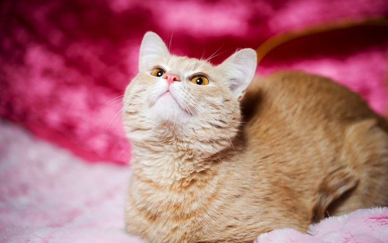 Розовые кошки порода