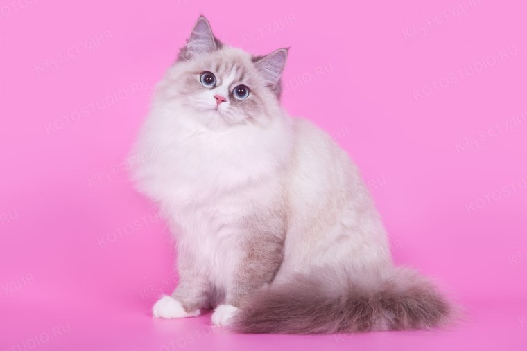 Невская маскарадная розовая