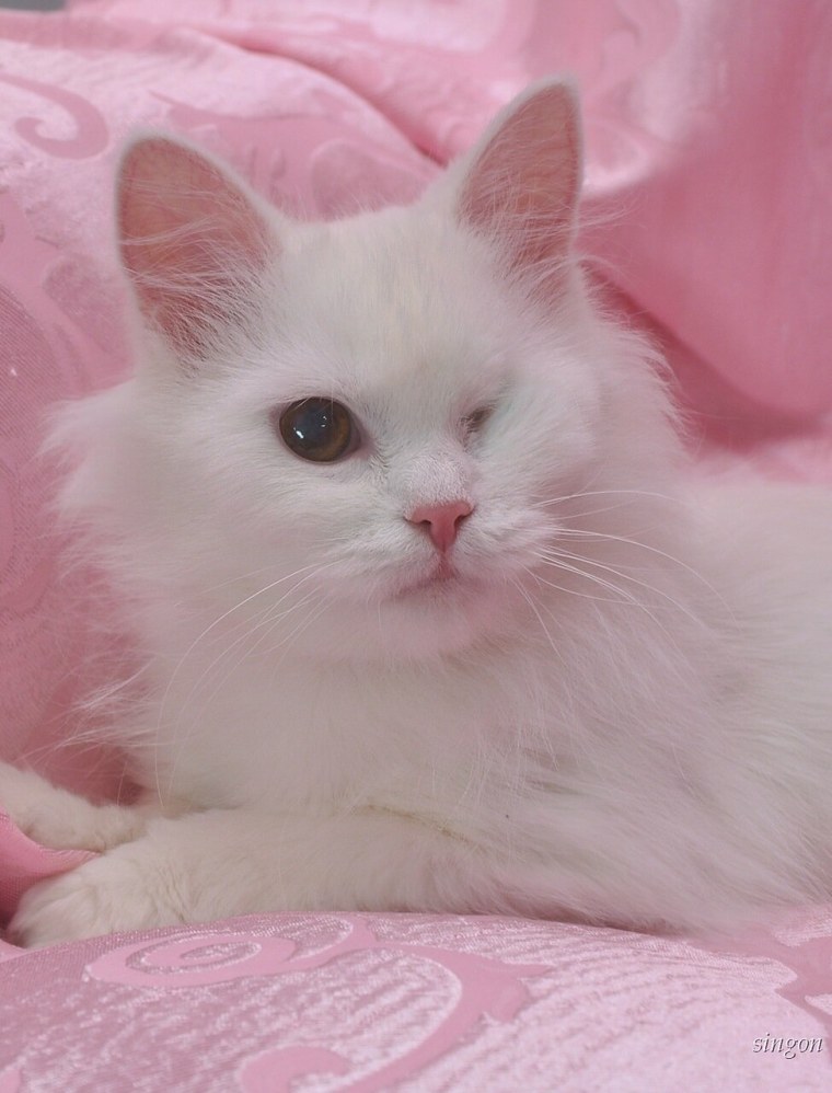 Розовый котя