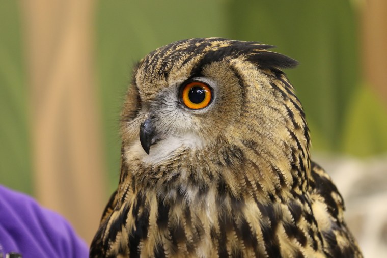 Фото Филина