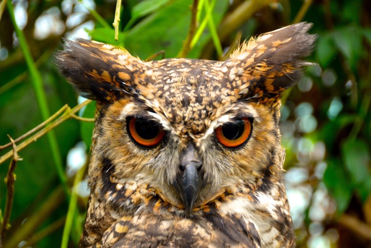 Виргинский Филин