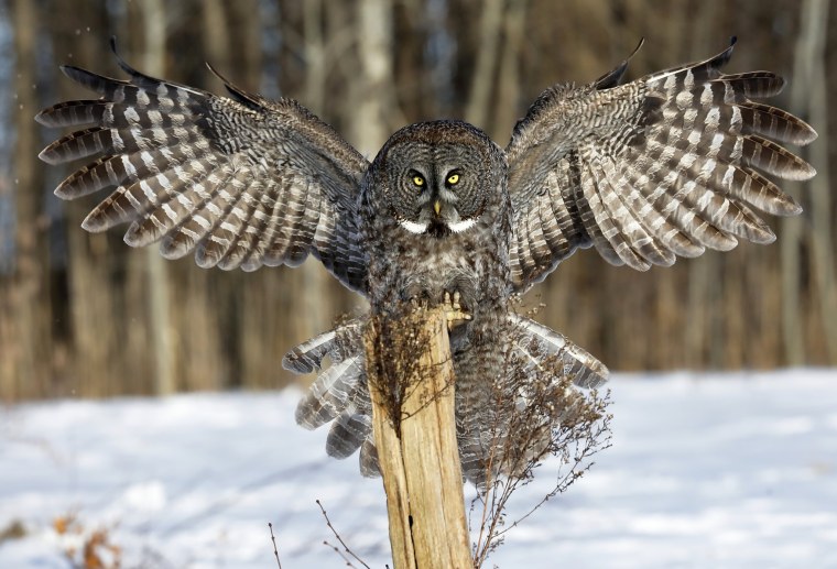 Бородатая неясыть Крылья