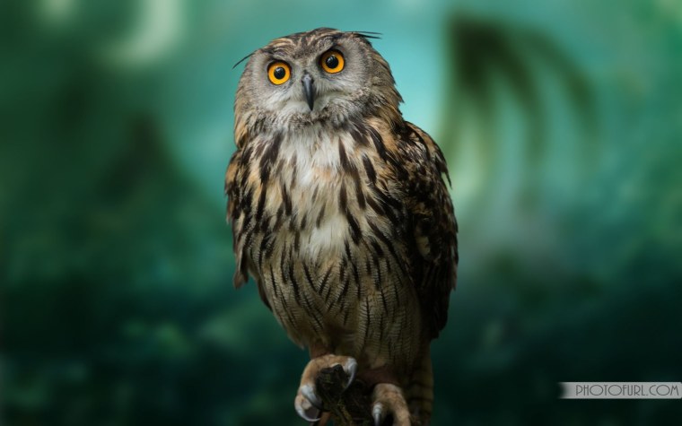 Подпись Филин