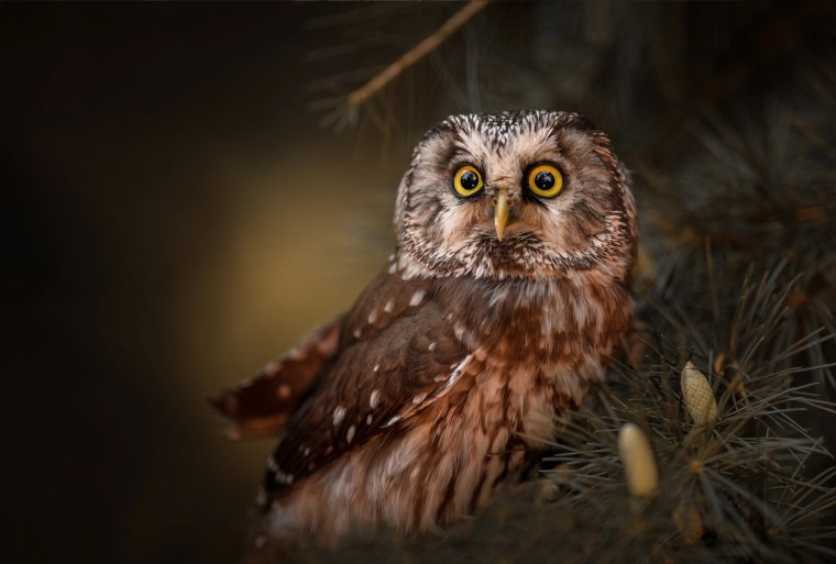 Сова на ветке