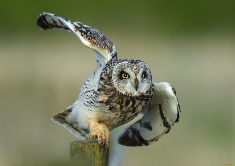 Сыч Ушастый