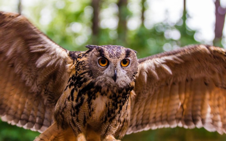 Западноафриканский Филин