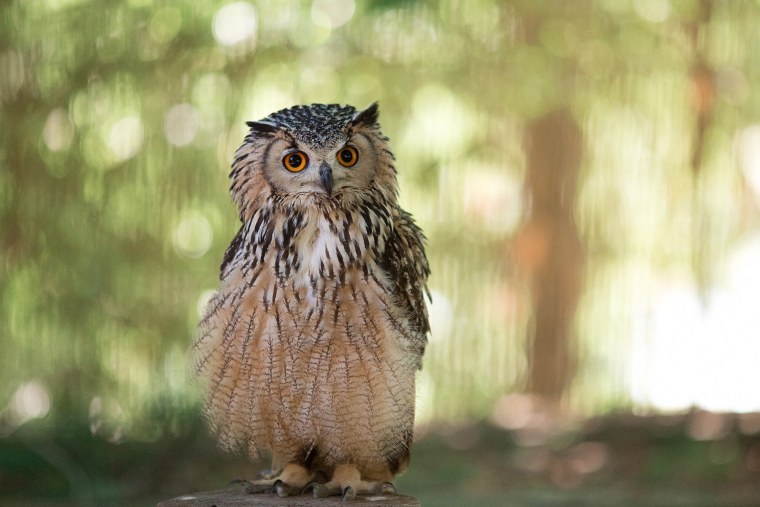 Сова натянутая на Глобус