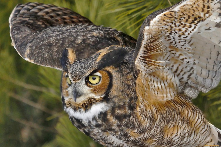 Виргинский Филин